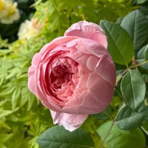 The Alnwick Rose