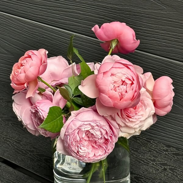 The Alnwick Rose