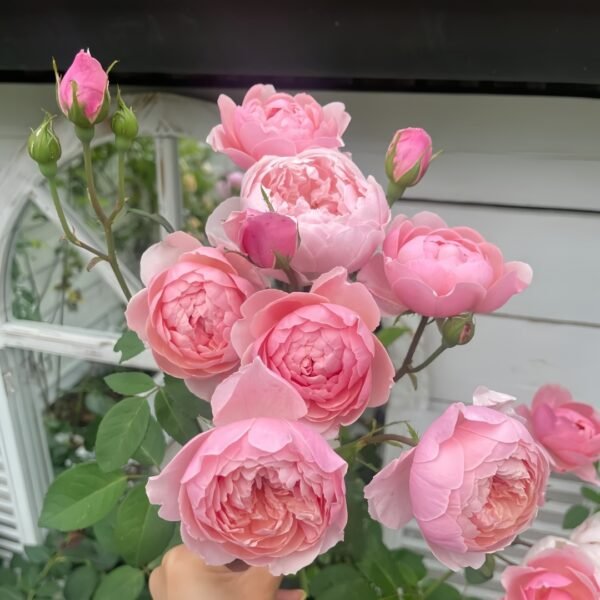 The Alnwick Rose