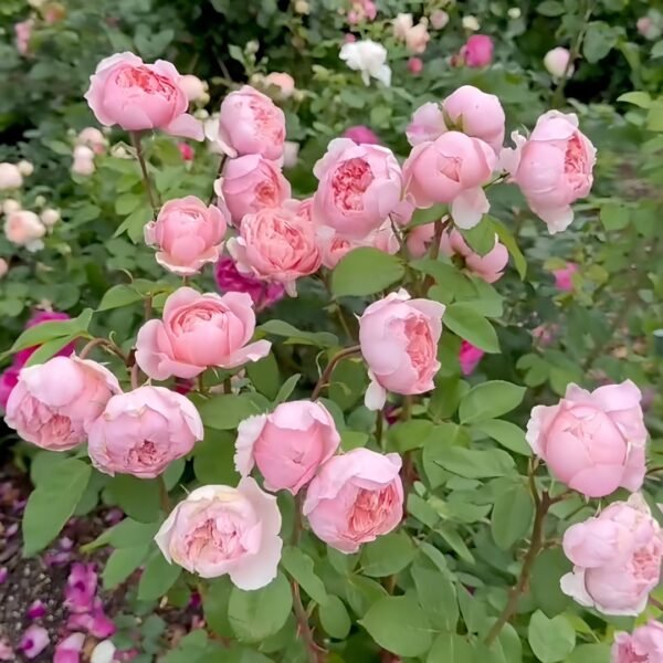 The Alnwick Rose