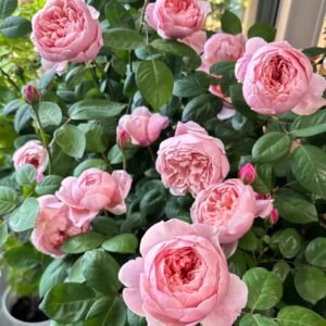 The Alnwick Rose