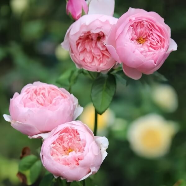 The Alnwick Rose