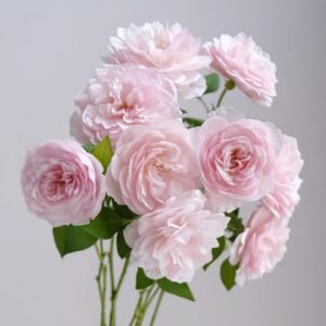 The Generous Gardener Rose