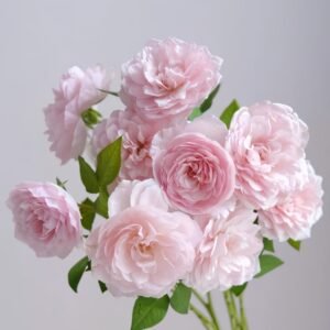 The Generous Gardener Rose