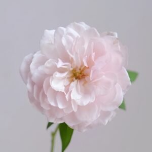 The Generous Gardener Rose