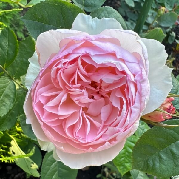 The Generous Gardener Rose
