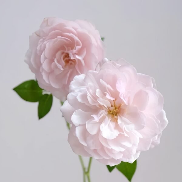The Generous Gardener Rose