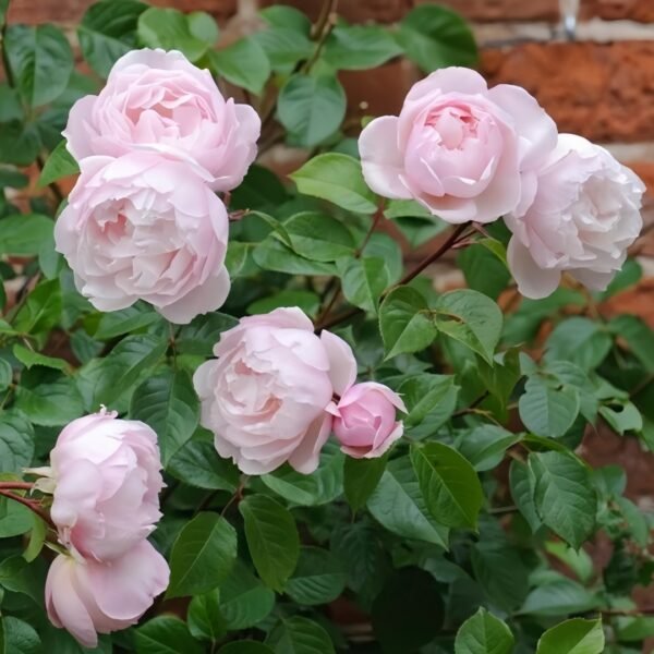The Generous Gardener Rose