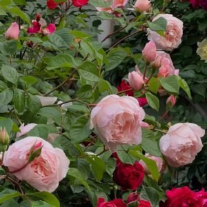 The Generous Gardener Rose