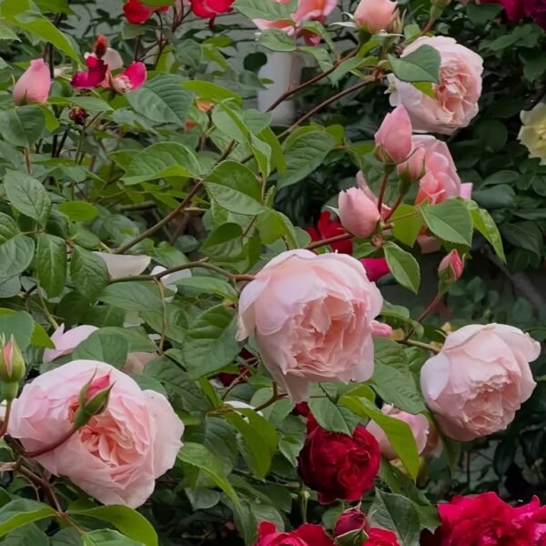 The Generous Gardener Rose