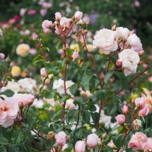The Generous Gardener Rose