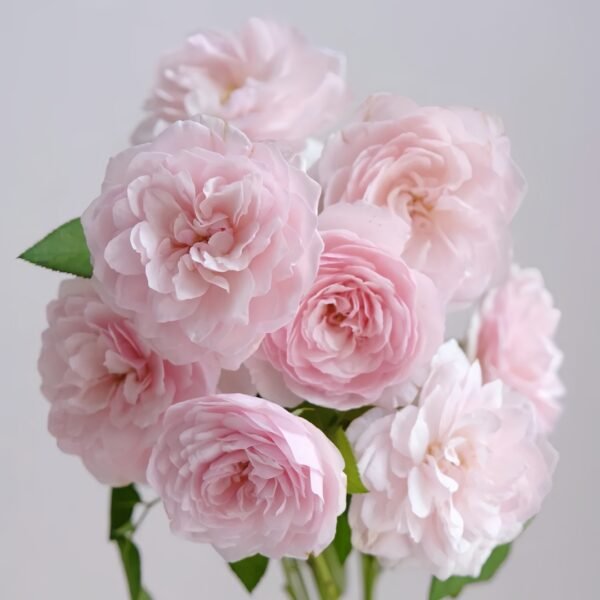 The Generous Gardener Rose