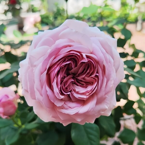 The Pride Rose