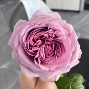The Pride Rose