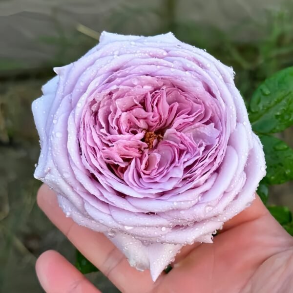 The Pride Rose