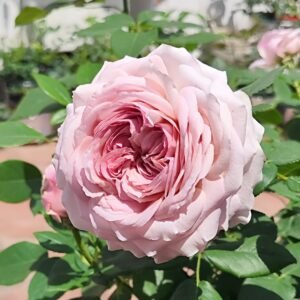 The Pride Rose