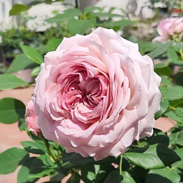 The Pride Rose