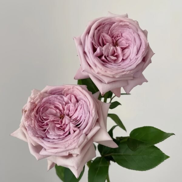 The Pride Rose