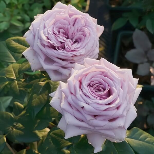 The Pride Rose