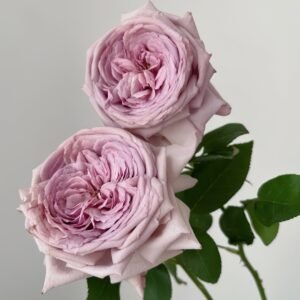The Pride Rose