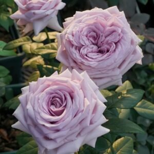 The Pride Rose