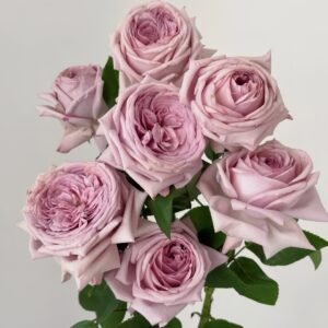 The Pride Rose