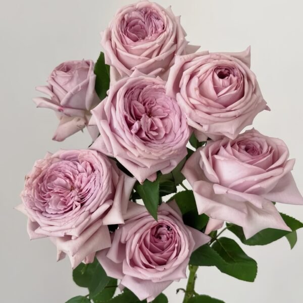 The Pride Rose