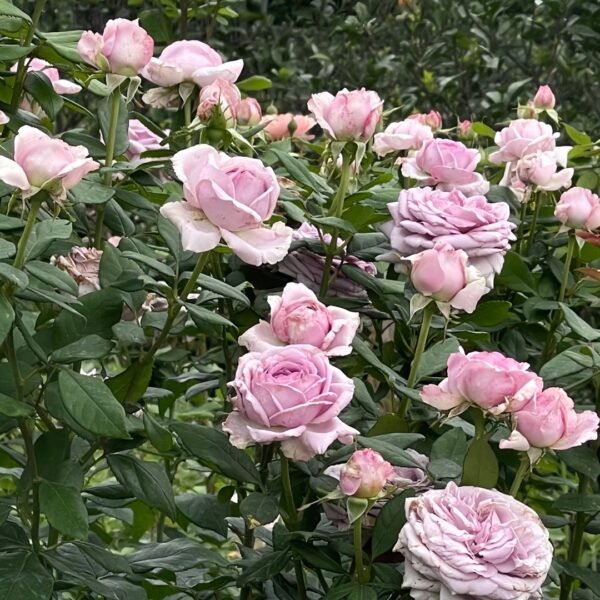 The Pride Rose