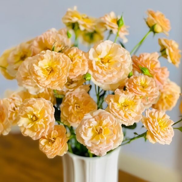 Tsukitohana Rose