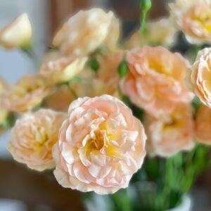Tsukitohana Rose