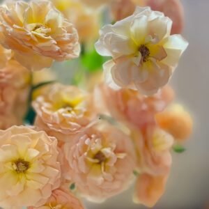 Tsukitohana Rose