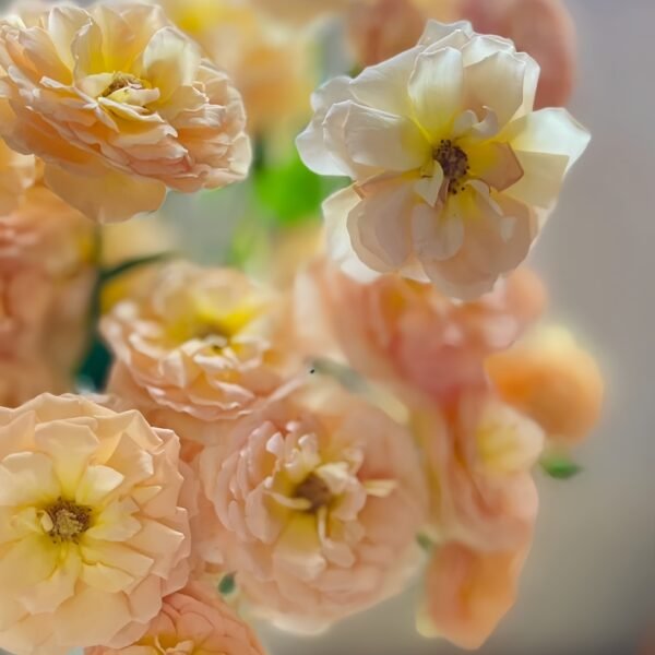 Tsukitohana Rose