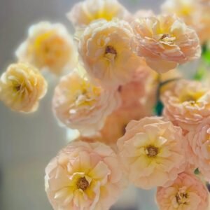 Tsukitohana Rose