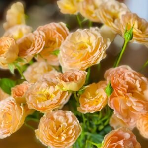 Tsukitohana Rose