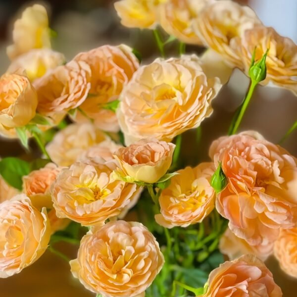Tsukitohana Rose