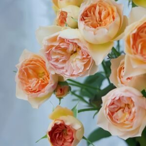 Tsukitohana Rose