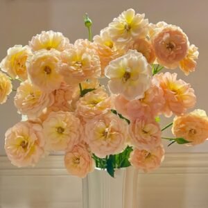 Tsukitohana Rose