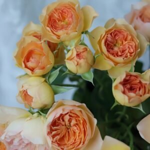 Tsukitohana Rose Plant|花月/月亮之花 - 图片 10
