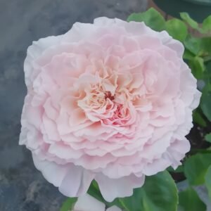Tsumugi Fuli Rose