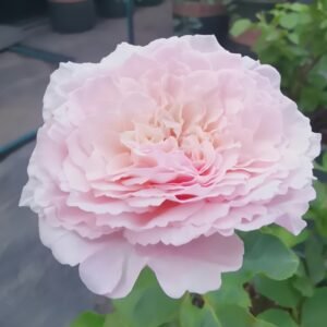 Tsumugi Fuli Rose