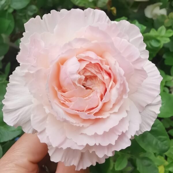 Tsumugi Fuli Rose