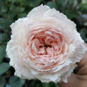 Tsumugi Fuli Rose