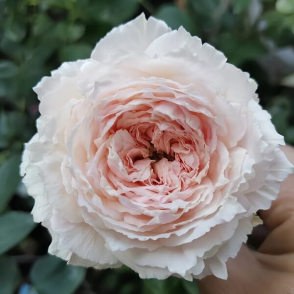 Tsumugi Fuli Rose