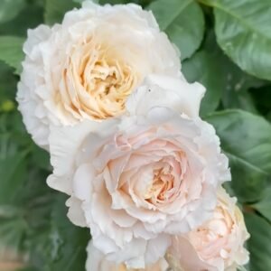 Tsumugi Fuli Rose