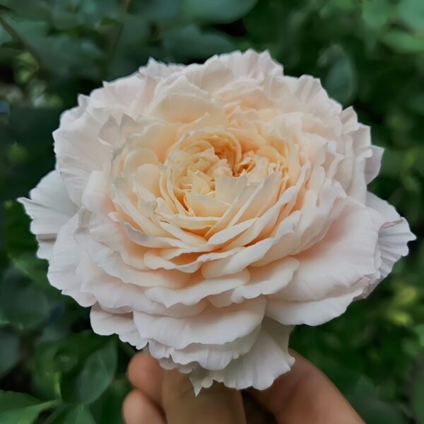 Tsumugi Fuli Rose