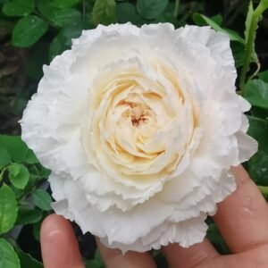 Tsumugi Fuli Rose