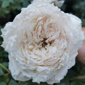 Tsumugi Fuli Rose