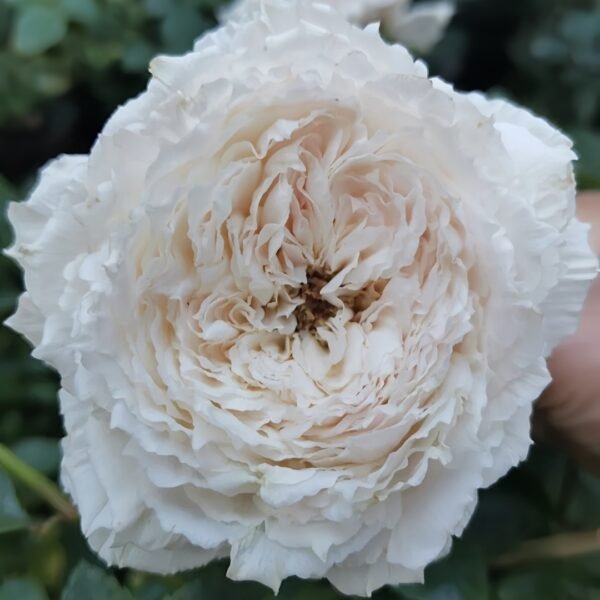 Tsumugi Fuli Rose