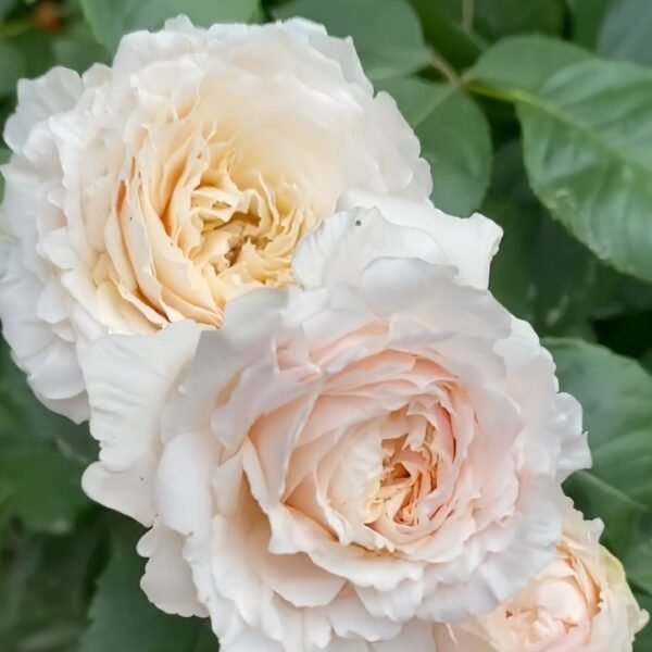 Tsumugi Fuli Rose