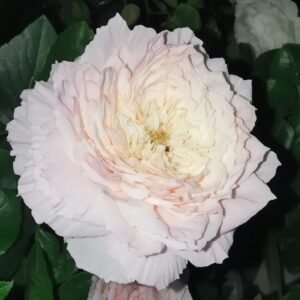 Tsumugi Fuli Rose
